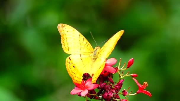 HD 1080p super slow Thai butterfly in pasture flowers Insect outdoor nature