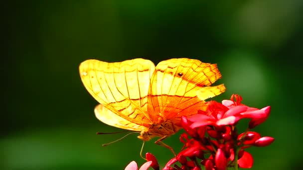 1080P超慢的泰国蝴蝶在草场上的花朵昆虫的户外本性 — 图库视频影像