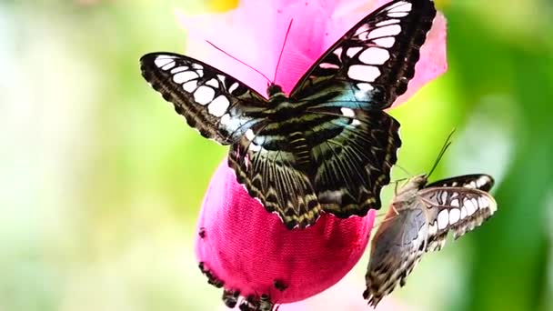 1080P Super Slow Thai Butterfly Pasture Flowers Insect Outdoor Nature — Stock Video