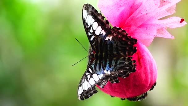 1080P Super Slow Thai Butterfly Pasture Flowers Insect Outdoor Nature — Stock Video