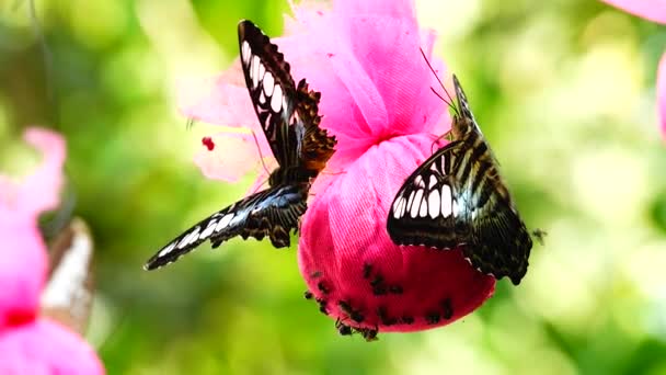 Tailandesa Hermosa Mariposa Prado Flores Naturaleza Aire Libregranja — Vídeo de stock