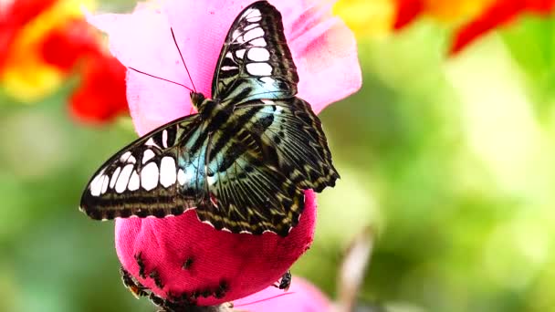 Tailandesa Hermosa Mariposa Prado Flores Naturaleza Aire Libregranja — Vídeos de Stock
