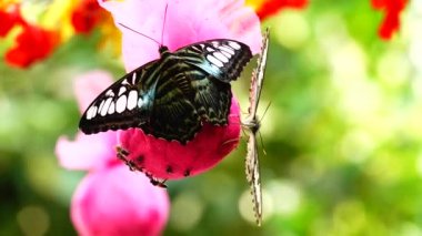 4 k Tay güzel kelebeği çayır çiçek doğa outdoorfarm