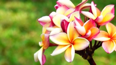 4k çöl gül Orangeping Bignonia ağaç çalı çiçek taze bitki örtüsü bitki bahçe yaprak dekorasyon dekoratif Frangipani Plumeria Tapınağı ağaç mezarlık ağacı