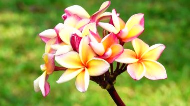 4k çöl gül Orangeping Bignonia ağaç çalı çiçek taze bitki örtüsü bitki bahçe yaprak dekorasyon dekoratif Frangipani Plumeria Tapınağı ağaç mezarlık ağacı