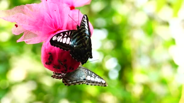 Tailandês Bela Borboleta Prado Flores Natureza Livre Fazenda — Vídeo de Stock