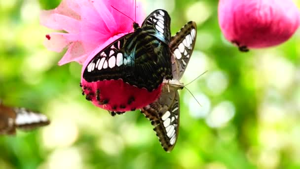 Tailandesa Hermosa Mariposa Prado Flores Naturaleza Aire Libregranja — Vídeos de Stock