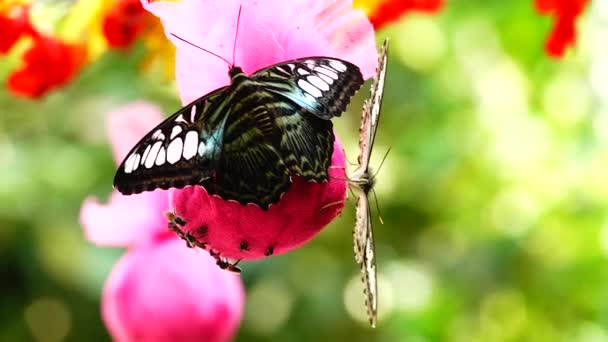 Thailändska Vacker Fjäril Ängen Blommor Natur Outdoorfarm — Stockvideo