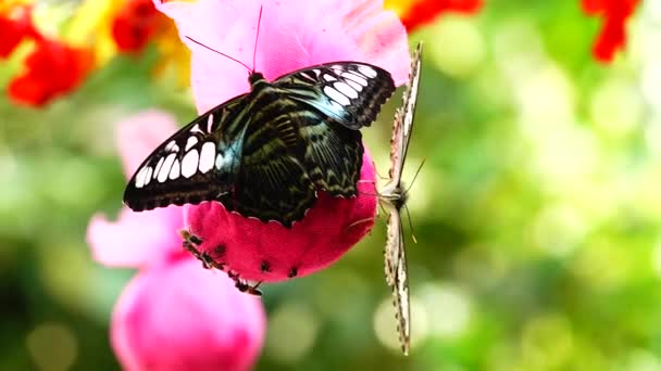 Tailandês Bela Borboleta Prado Flores Natureza Livre Fazenda — Vídeo de Stock