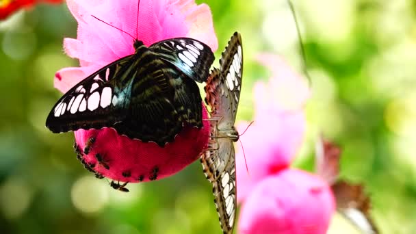Thailändska Vacker Fjäril Ängen Blommor Natur Outdoorfarm — Stockvideo