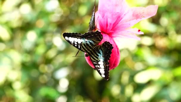 Tailandesa Hermosa Mariposa Prado Flores Naturaleza Aire Libregranja — Vídeos de Stock