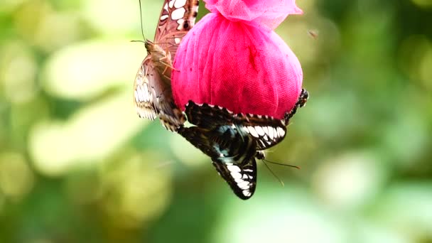 Tailandesa Hermosa Mariposa Prado Flores Naturaleza Aire Libregranja — Vídeos de Stock