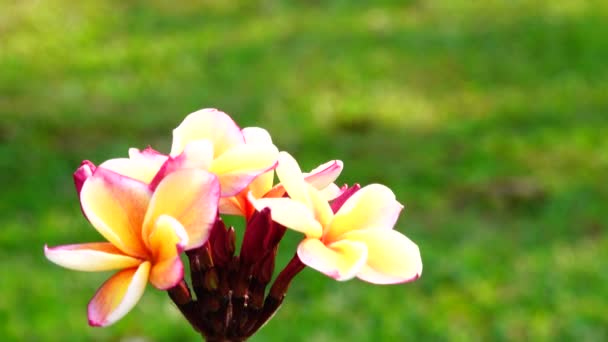 Pouštní Růže Květ Orangeping Strom Bush Flower Čerstvých Rostlin Rostliny — Stock video