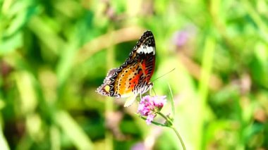 HD 1080p Süper yavaş Tayland Kelebeği Çayırda Çiçeklerde Böcek Doğa