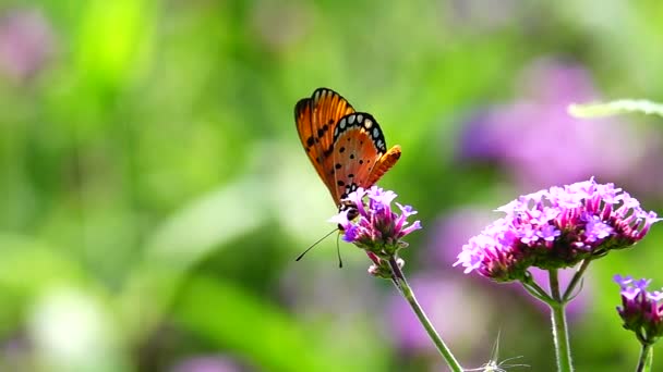 1080P Farfalla Tailandese Super Lenta Nei Fiori Pascolo Insetto Natura — Video Stock