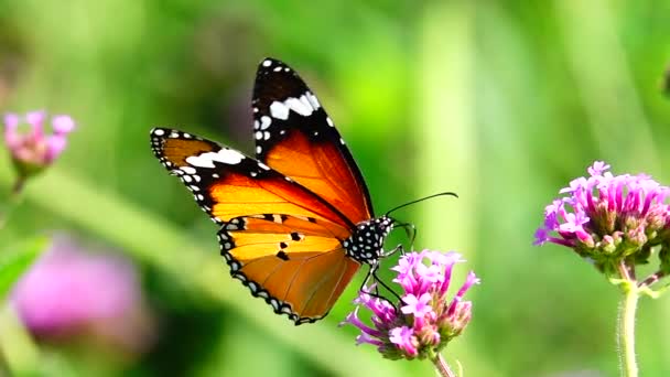 1080P Super Slow Thai Butterfly Pasture Flowers Insect Outdoor Nature — Stock Video