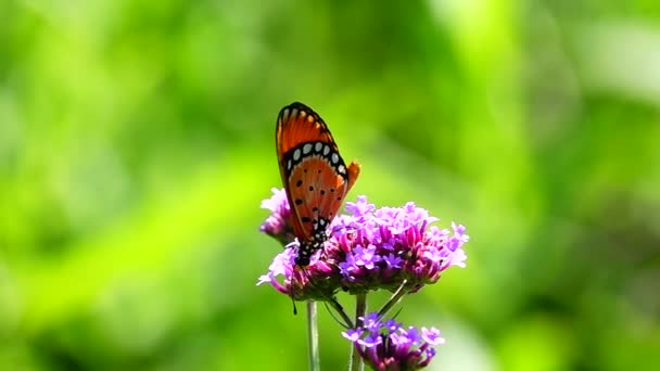 1080P Farfalla Tailandese Super Lenta Nei Fiori Pascolo Insetto Natura — Video Stock