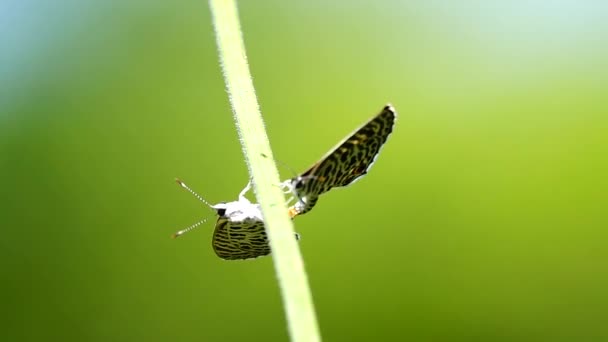 1080超遅いタイ蝶で牧草地の花昆虫屋外の自然 — ストック動画