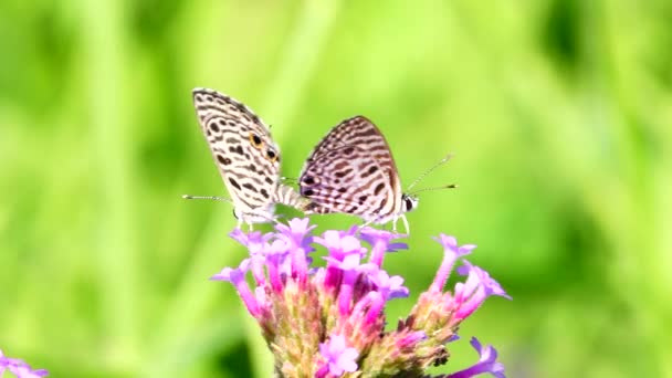 1080P Farfalla Tailandese Super Lenta Nei Fiori Pascolo Insetto Natura — Video Stock