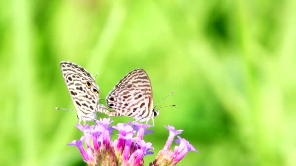 Thaise Mooie Vlinder Weide Bloemen Natuur Buiten — Stockvideo