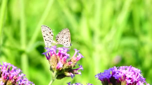 Thajský Krásný Motýl Louce Květiny Příroda Venkovní — Stock video