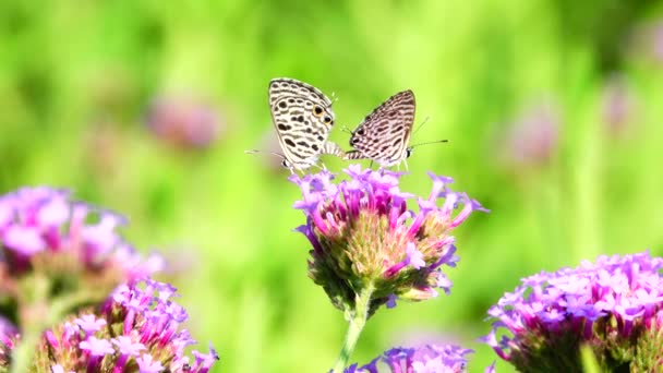 Tailandês Bela Borboleta Prado Flores Natureza Livre — Vídeo de Stock