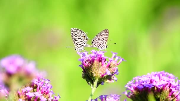 1080P Super Slow Thai Butterfly Pasture Flowers Insect Outdoor Nature — Stock Video