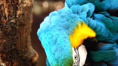 4 k renkli papağan mavi, sarı, yeşil ve beyaz renkteki parlak tüyleri ile. Amerika papağanı yakın çekim