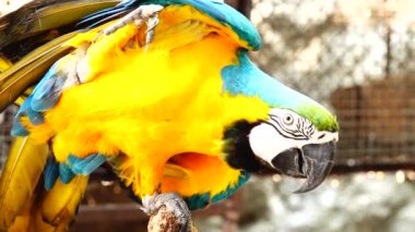 4 k renkli papağan mavi, sarı, yeşil ve beyaz renkteki parlak tüyleri ile. Amerika papağanı yakın çekim