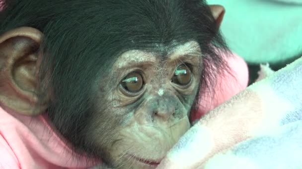 Het Oog Baby Portret Van Een Baby Chimpansee — Stockvideo