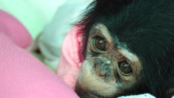 Retrato Bebê Olho Bebê Chimpanzé — Vídeo de Stock
