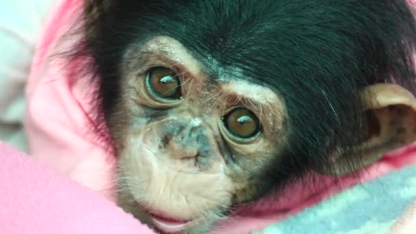 Eye Baby Portrait Baby Chimpanzee — Stock Video