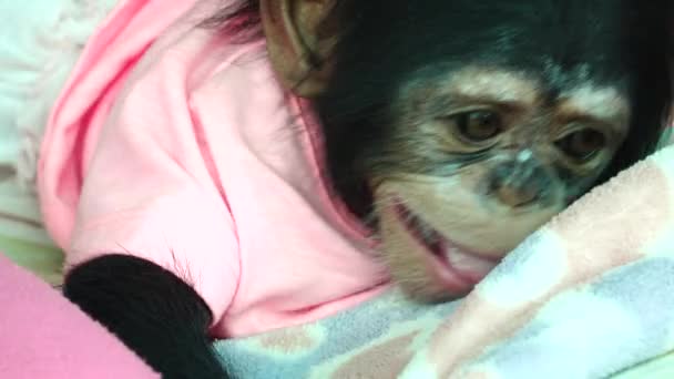 Het Oog Baby Portret Van Een Baby Chimpansee — Stockvideo