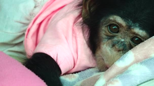 Het Oog Baby Portret Van Een Baby Chimpansee — Stockvideo