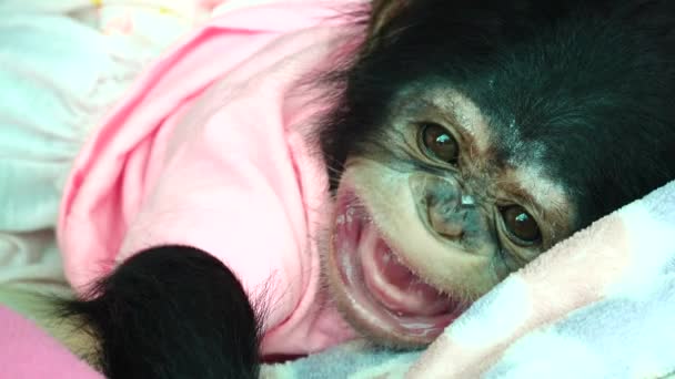 Het Oog Baby Portret Van Een Baby Chimpansee — Stockvideo