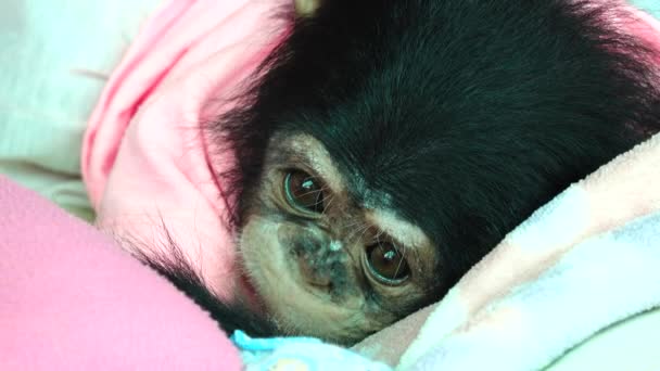 Het Oog Baby Portret Van Een Baby Chimpansee — Stockvideo