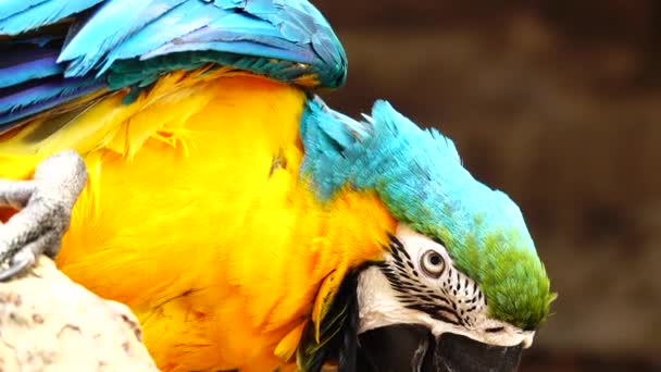 Színes Papagáj Fényes Tollazata Kék Sárga Zöld Fehér Színű Macaw — Stock videók