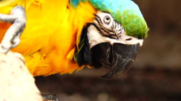 Kleurrijke Papegaai Met Heldere Verenkleed Van Blauw Geel Groen Wit — Stockvideo