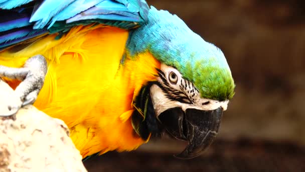 Farbenfroher Papagei Mit Hellem Gefieder Von Blauer Gelber Grüner Und — Stockvideo