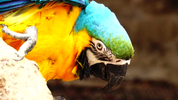 Papagaio Colorido Com Plumagem Brilhante Cor Azul Amarela Verde Branca — Vídeo de Stock