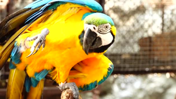 Papagaio Colorido Com Plumagem Brilhante Cor Azul Amarela Verde Branca — Vídeo de Stock