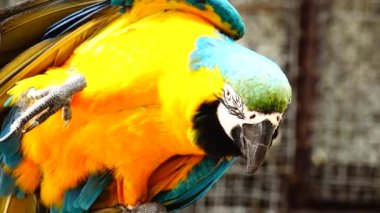 4 k renkli papağan mavi, sarı, yeşil ve beyaz renkteki parlak tüyleri ile. Amerika papağanı yakın çekim