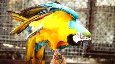 4 k renkli papağan mavi, sarı, yeşil ve beyaz renkteki parlak tüyleri ile. Amerika papağanı yakın çekim