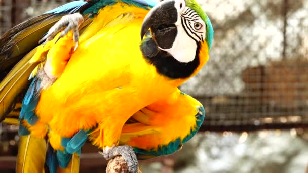4K Perroquet coloré avec un plumage lumineux de couleur bleue, jaune, verte et blanche. Gros plan sur Macaw 