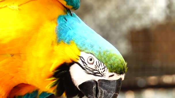 Papagaio Colorido Com Plumagem Brilhante Cor Azul Amarela Verde Branca — Vídeo de Stock