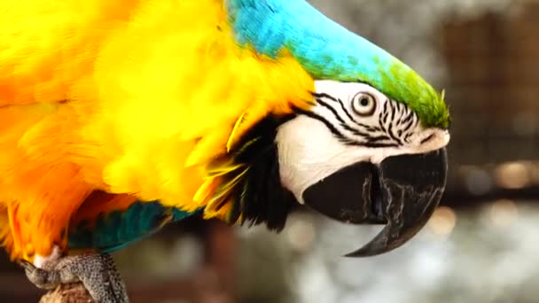 Kleurrijke Papegaai Met Heldere Verenkleed Van Blauw Geel Groen Wit — Stockvideo