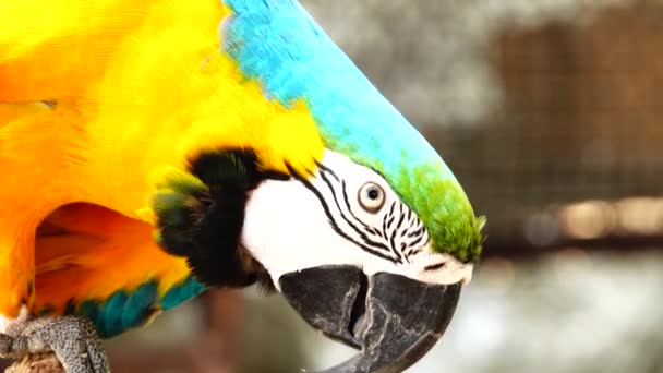 Kleurrijke Papegaai Met Heldere Verenkleed Van Blauw Geel Groen Wit — Stockvideo