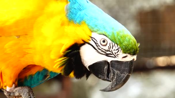 Perroquet Coloré Avec Plumage Lumineux Couleur Bleue Jaune Verte Blanche — Video