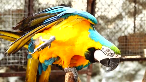 Papagaio Colorido Com Plumagem Brilhante Cor Azul Amarela Verde Branca — Vídeo de Stock