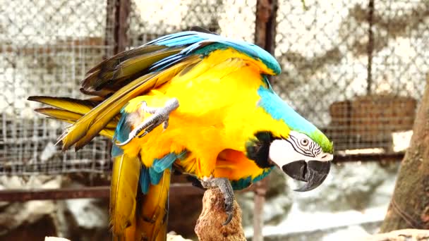 Színes Papagáj Fényes Tollazata Kék Sárga Zöld Fehér Színű Macaw — Stock videók